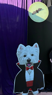 Doggy Dracula, Custom Printed doggy face on Dracula costume.  Doggy costume Prop